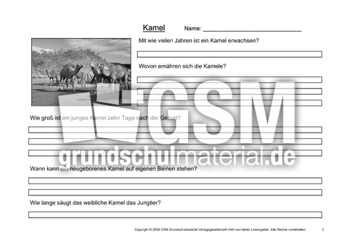 Kamel-Fragen-3.pdf